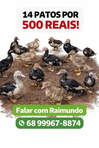 Vendo 14 patos por 500 reais 