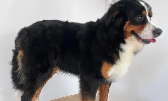 Bernese adulta