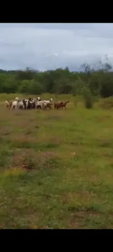 Área Bruta em Pimenteiras Piauí 