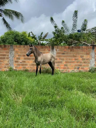 Cavalo de marcha picada