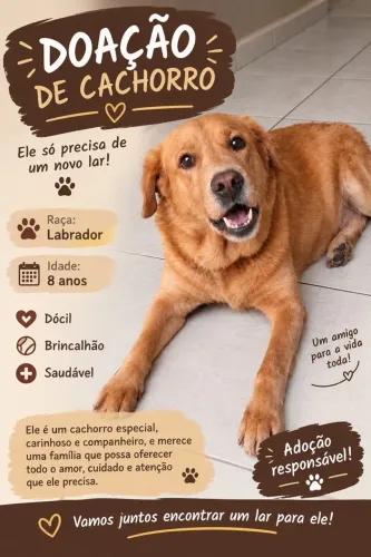 Doação Cachorro Labrador