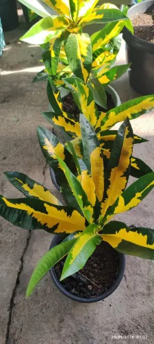 Krotos raros