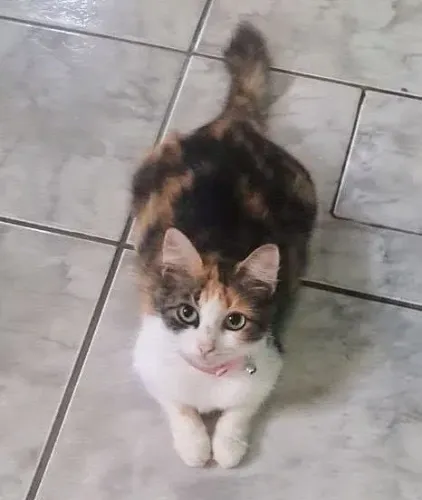 Gata castrada, 10 meses