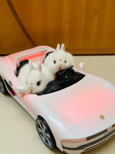 Coelho Netherland Dwarf (Coelho Anão)