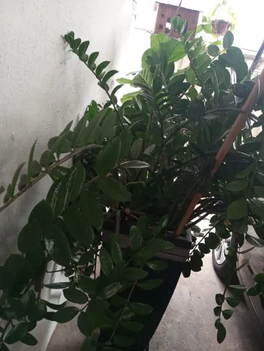 Vaso de plantas