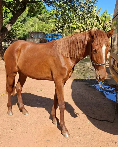 Prota Paloma | 3 anos | Mansa | Saudável | Boa de sela | R$ 5.800