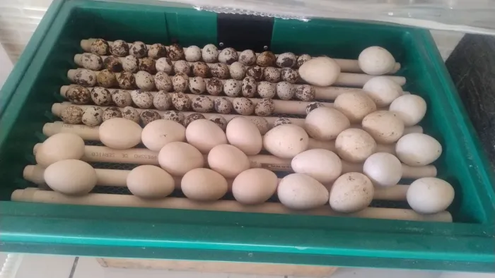 Chocadeira Premium ecológica