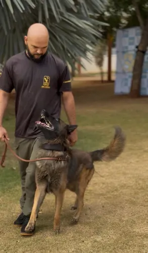 FILHOTES DE PASTOR BELGA MALINOIS. NASCIDOS EM :14/04/26 