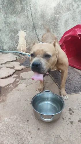 American bully doação