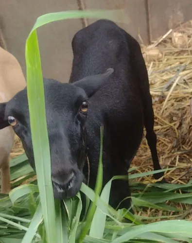 LEIA O ANÚNCIO ANTES DE VIR PV (PADRE NÓBREGA)