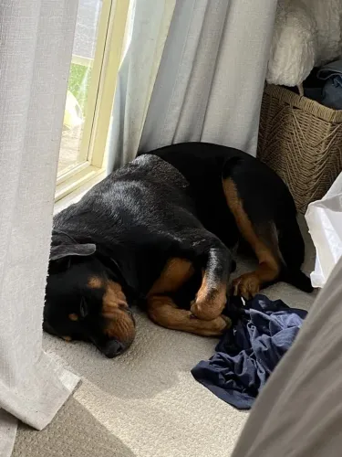 Rottweiler Cachorrinho com disponibilidade para nova família