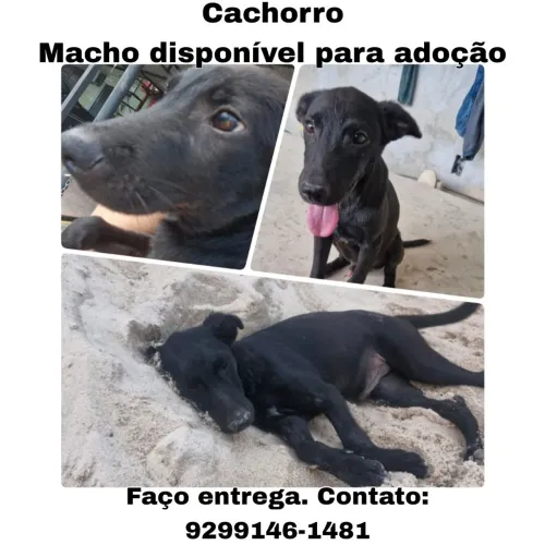 Cachorro preto macho para adoção
