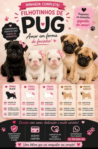 Ninhada de Pug disponível 