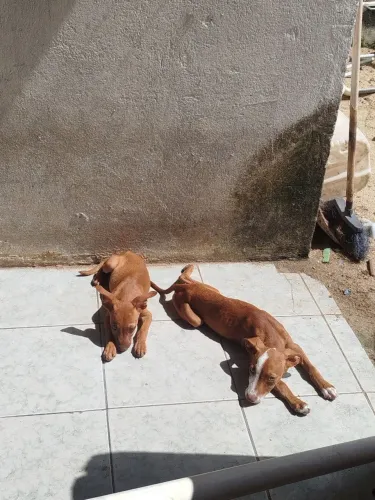 Doação Pitbull com vira lata um casal