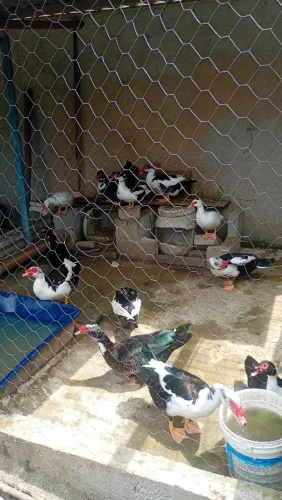 Pato e galo pra venda