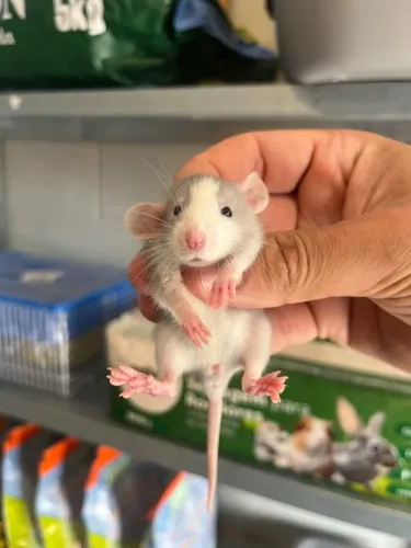 Ratos Twister Dumbo e standard