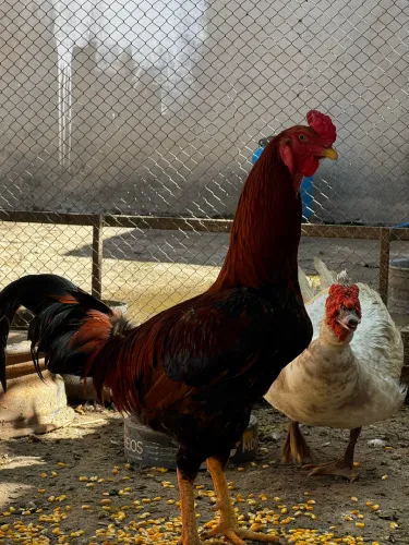 Galinhas, Galo, Patos e Gansos à venda.