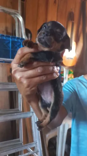 Vendo pincher macho 700 moro imbituba sc