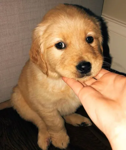 Golden Retriever brincalhão