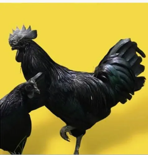 Galinha ayam cemani