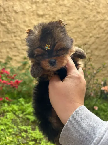 Filhotes de Yorkshire Terrier fêmeas e machos disponíveis para você