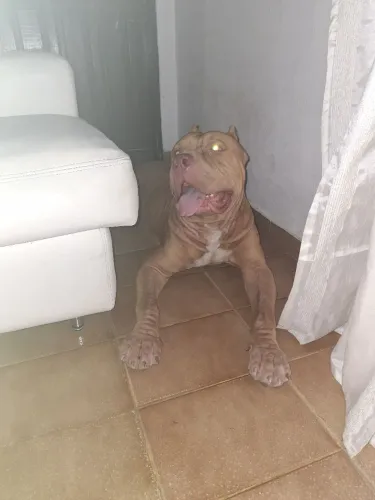 Pitbull Red nose fêmea 