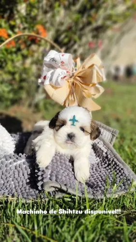 Shihtzu machos, ótima procedência 