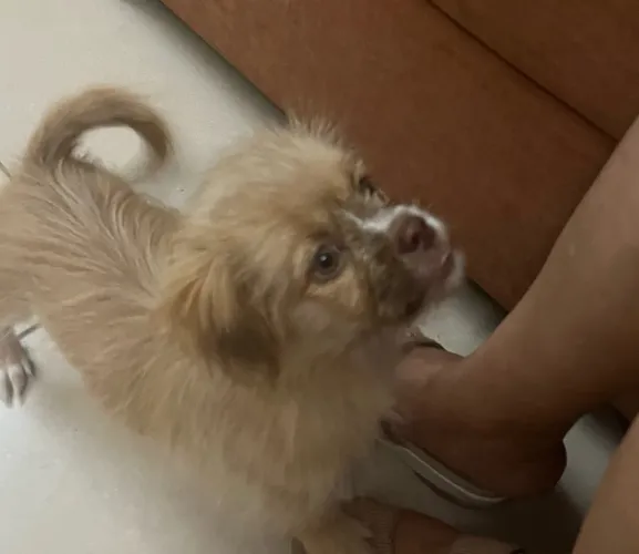 Filhote lhasa com shitzu