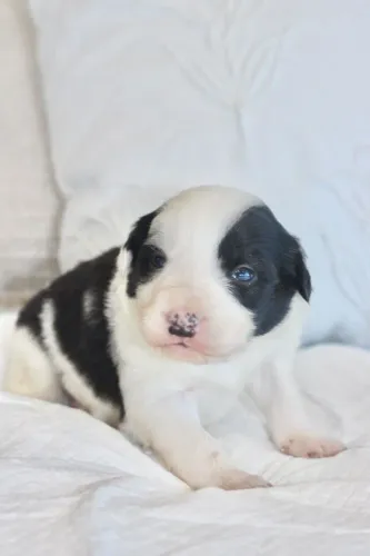 Filhotes de Border Collie | Filhotes que roubam a cena.