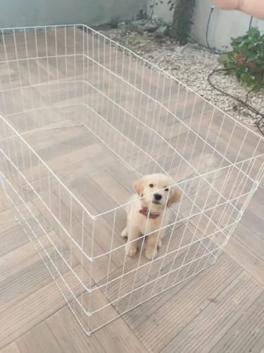 Cercado para Pet dobrável