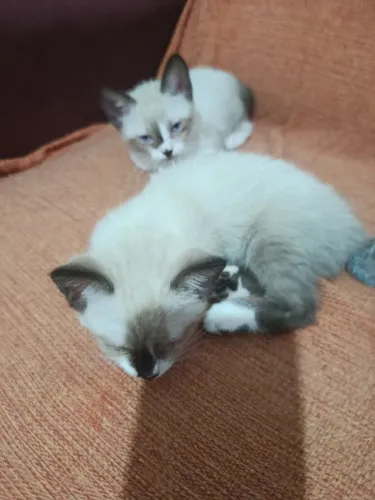 Doação de gatos