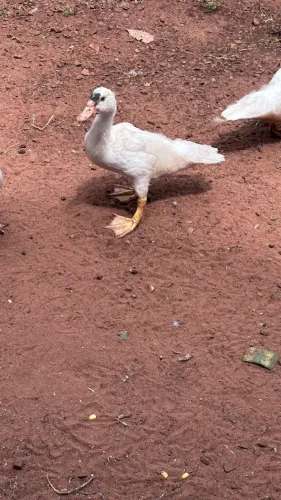 Pato 