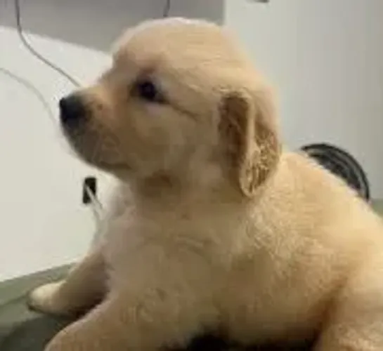 Golden Retriever Pet disponível com muito carinho