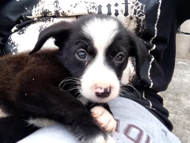 Filhotes de cachorro para adoção