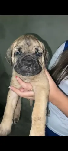 Filhotes de Cane Corso