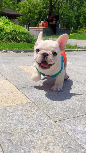 Bulldogue Francês - Descubra O Companheiro Que Combina Com Você