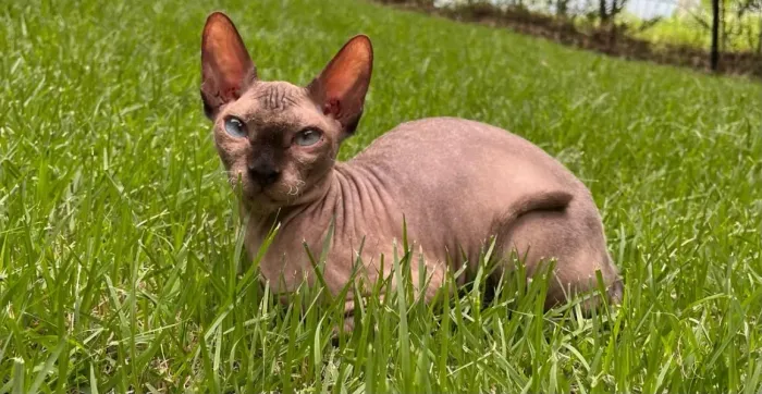 VENDO GATA SPHYNX ADULTA NÃO CASTRADA