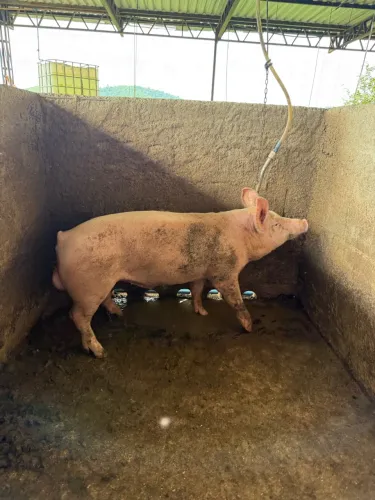 Porco jovem inteiro para reprodução