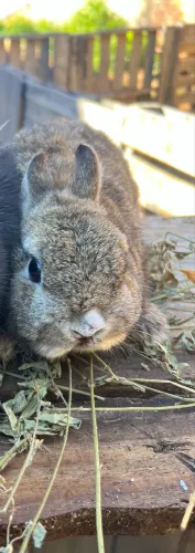 Disponível machinho Netherland