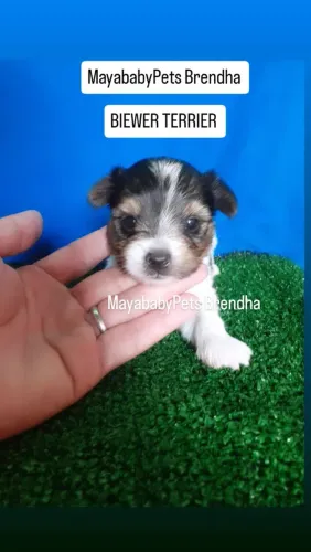 Biewer Terrier Babys Machos