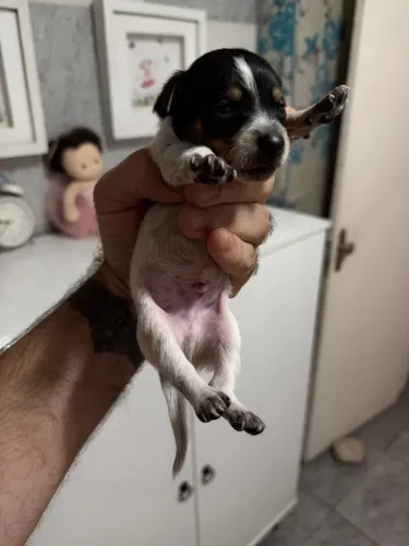 Pinscher tricolor e branco exótico
