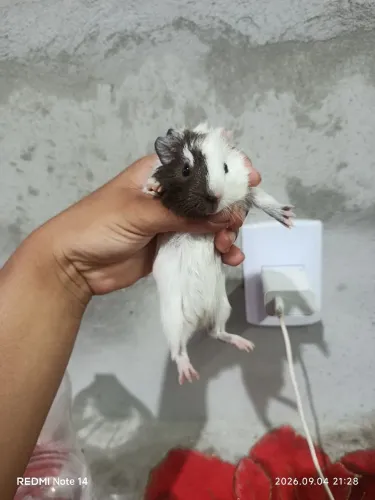 Porquinho da Índia 