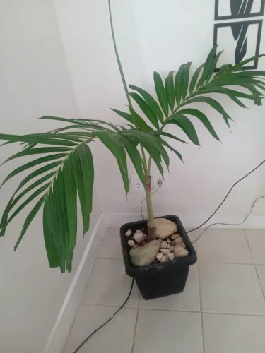 Palmeira