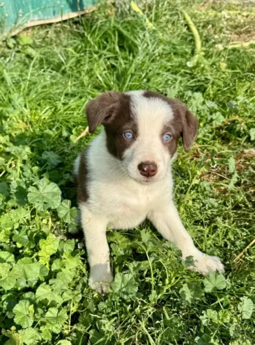 Border Collie: Processo simples e seguro