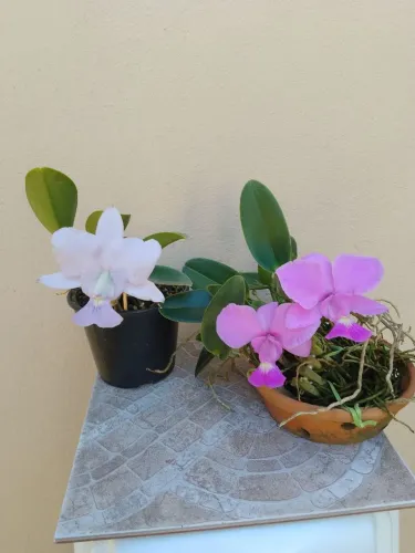 Orquídeas: kit 2 Walkerianas / Tipo e Coerulea