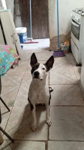 Cachorra mestiça