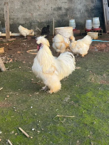 Galinha sedosa japonesa