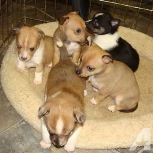 O CACHORRO DO MASCARA PINSCHER X JACK