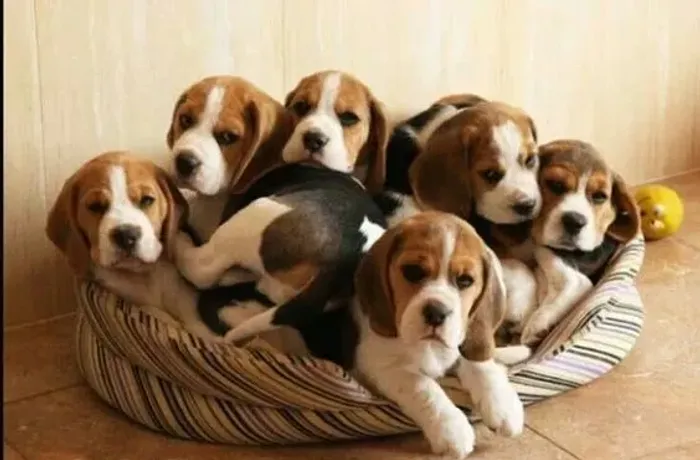 Beagle Filhotes 