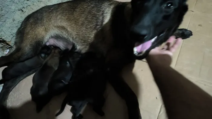 Cachorro pastor belga Malinois 